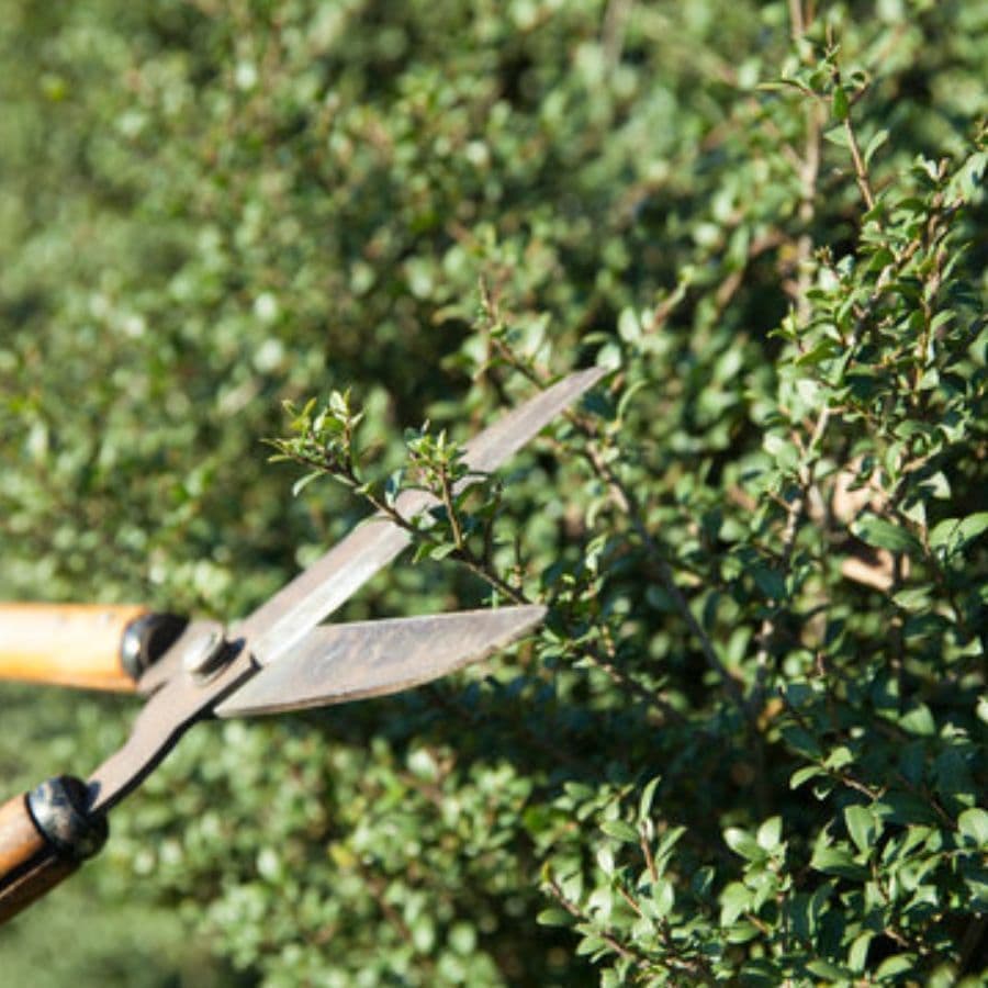 庭木剪定 常滑市 | 常滑市で庭木剪定ならお庭の窓口常滑市