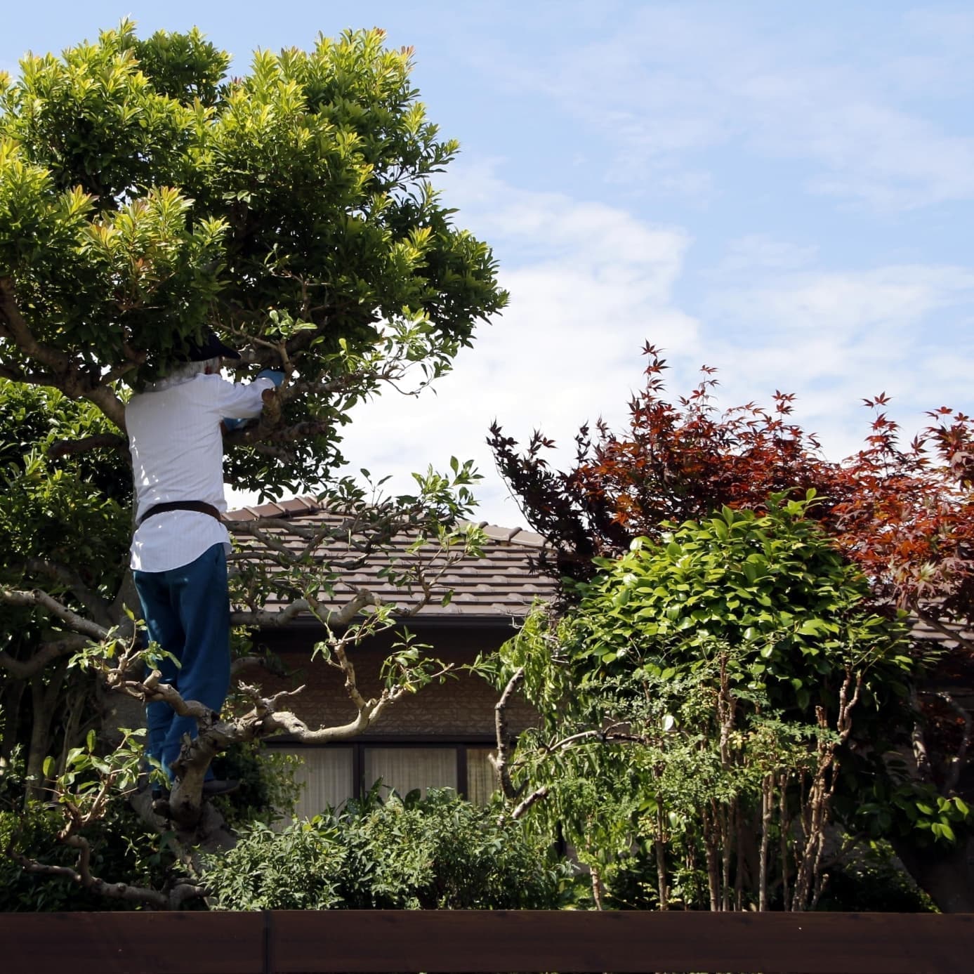 庭木伐採 常滑市 | 常滑市で庭木伐採ならお庭の窓口常滑市