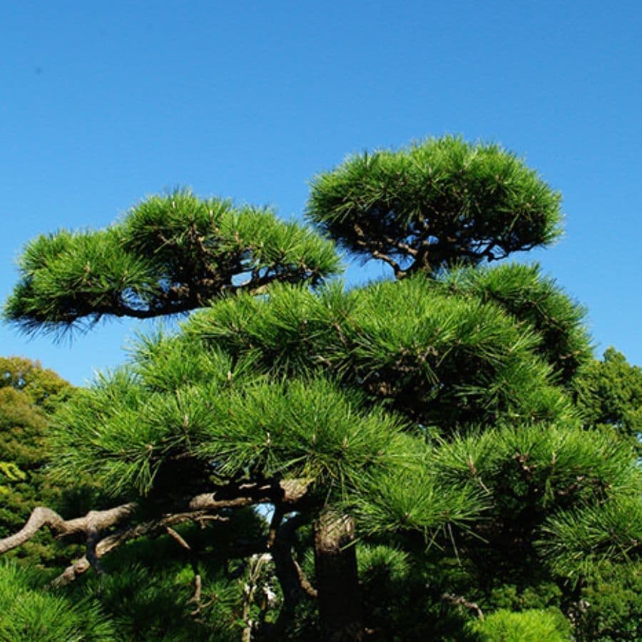 松の木剪定・伐採 常滑市 | 常滑市で松の木剪定・伐採ならお庭の窓口常滑市