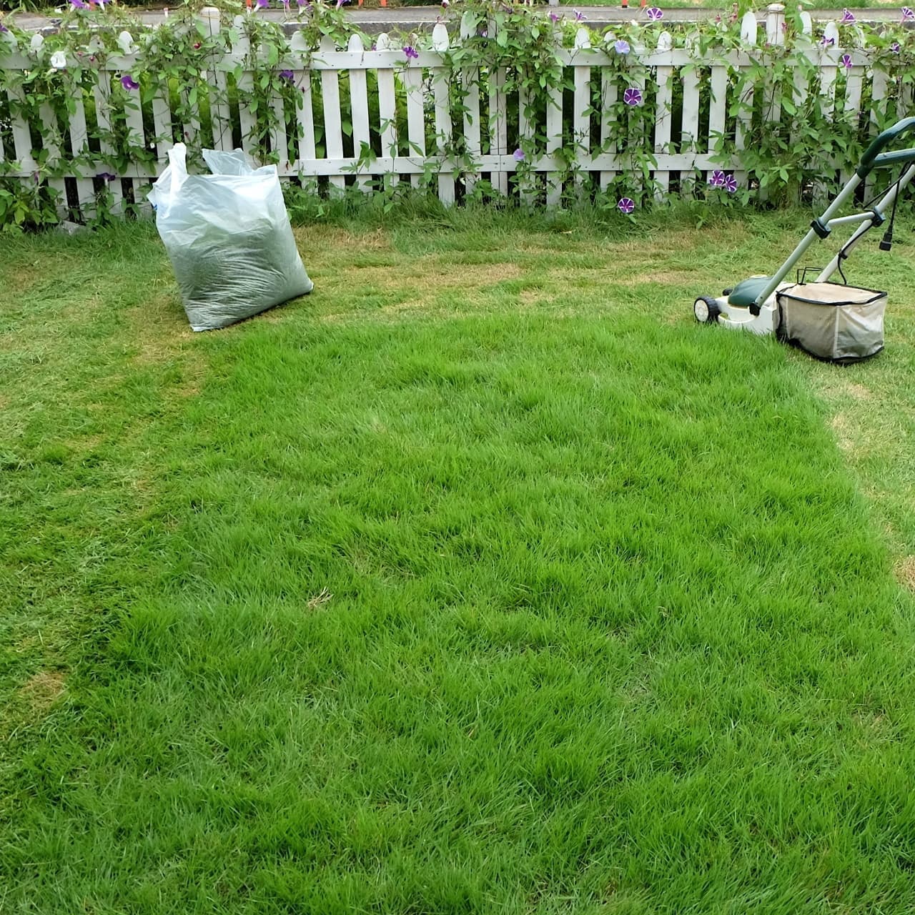 芝生の手入れ 常滑市 | 常滑市で芝生の手入れならお庭の窓口常滑市