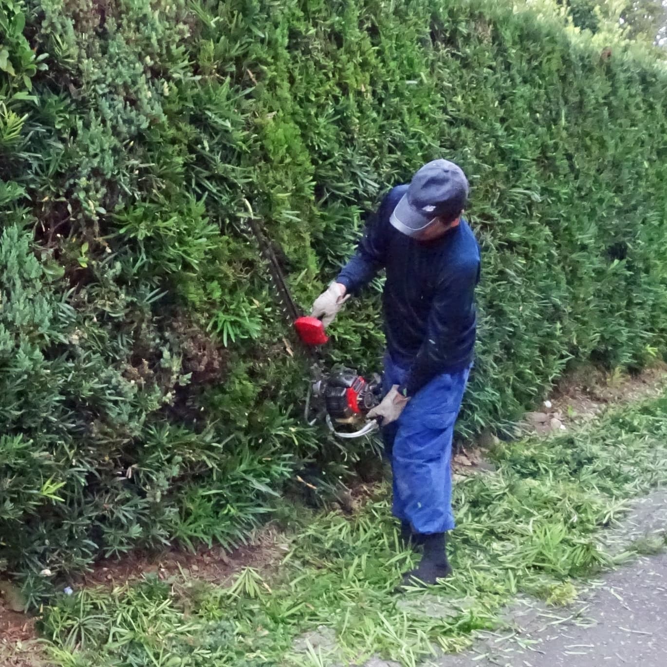 生垣剪定 常滑市 | 常滑市で生垣剪定ならお庭の窓口常滑市