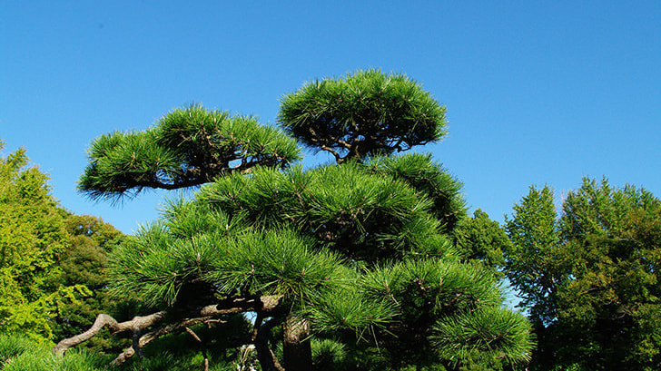 工事完成 | 常滑市で庭木の剪定・伐採ならお庭の窓口常滑市