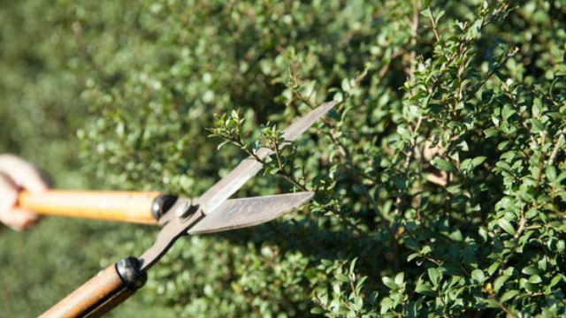 庭木剪定 常滑市 | 常滑市で庭木剪定ならお庭の窓口常滑市