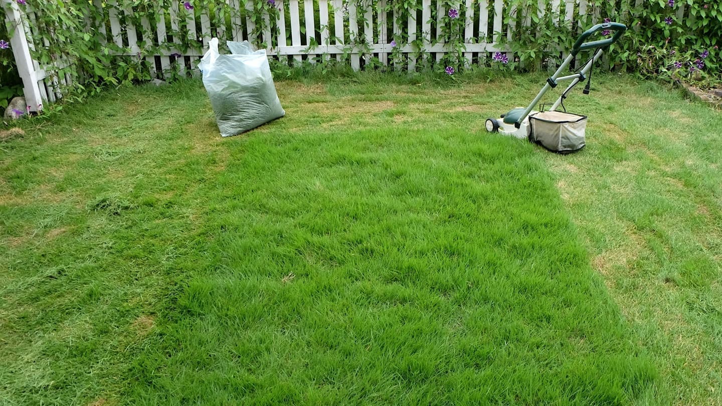 芝生の手入れ 常滑市 | 常滑市で芝生の手入れならお庭の窓口常滑市