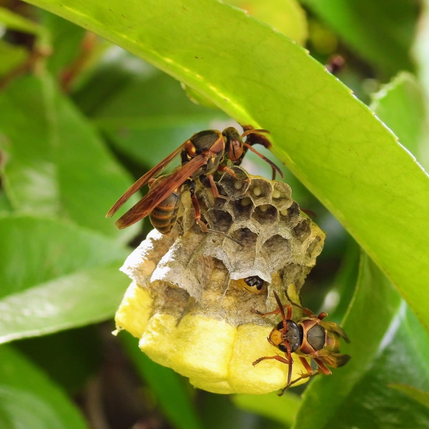 蜂の巣駆除 常滑市 | 常滑市で蜂の巣駆除ならお庭の窓口常滑市