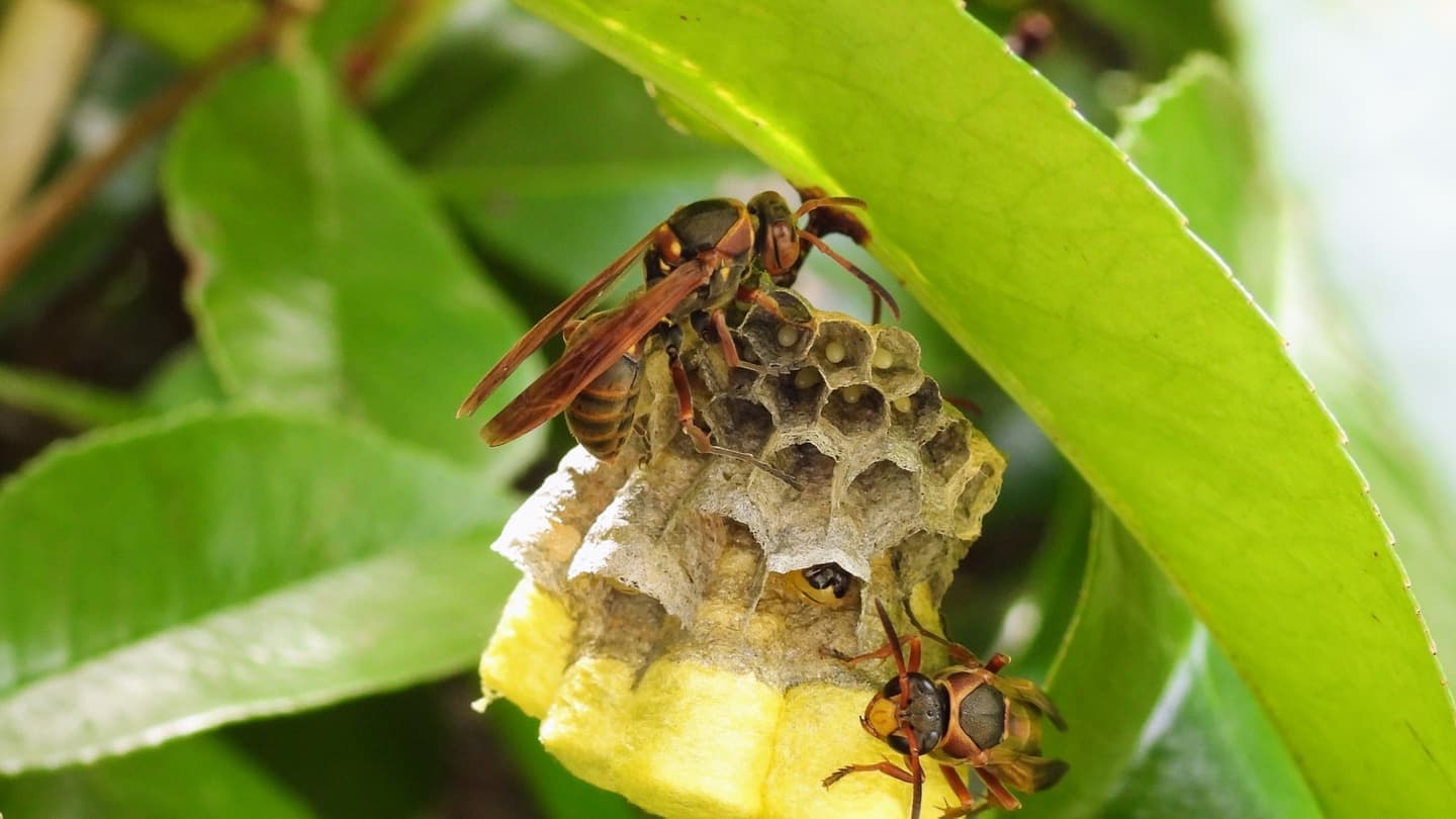 蜂の巣駆除 常滑市 | 常滑市で蜂の巣駆除ならお庭の窓口常滑市